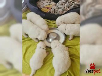 Ράτσα: Αγγλικός ποιμενικός - English Sheepdog | Ηλικία: 2 μηνών | Φύλο: Αρσενικό | Αρ. Microchip: 578829227329751 | Περιοχή: Ηράκλειο, Κρήτη